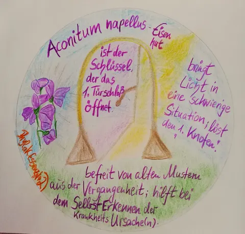 Von Christina gemalter Pflanzenkreis: Aconitum napellus, blauer Eisenhut