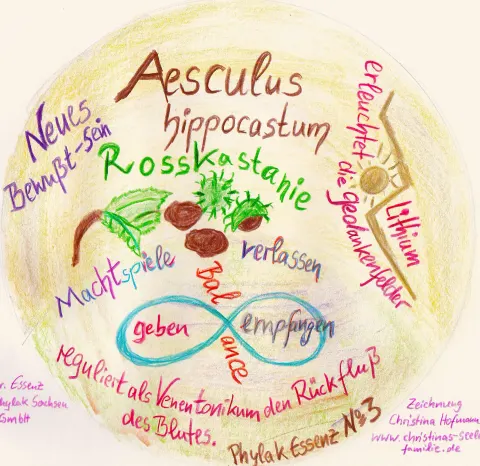 Von Christina gemalter Pflanzenkreis: Aesculus hippocastanum, Rosskastanie